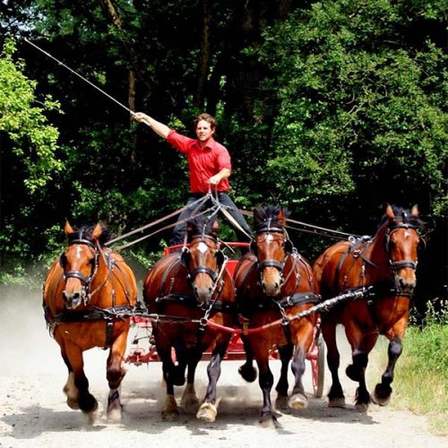 La Ferme du cheval de trait