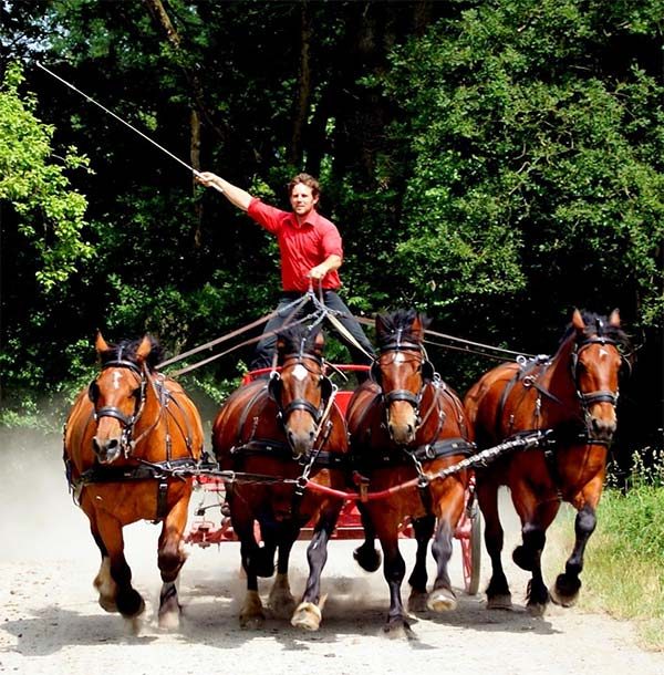 La Ferme du cheval de trait