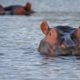 hippo