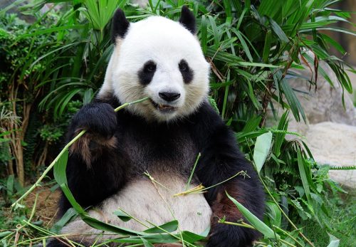 Zooparc de Beauval panda