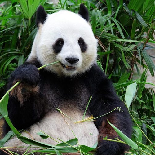 Zooparc de Beauval panda